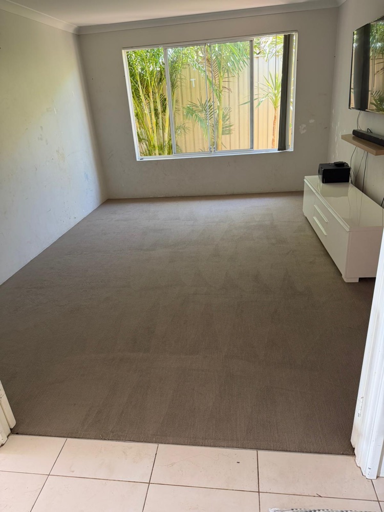 Living room carpet fresh and clean after professional steam cleaning