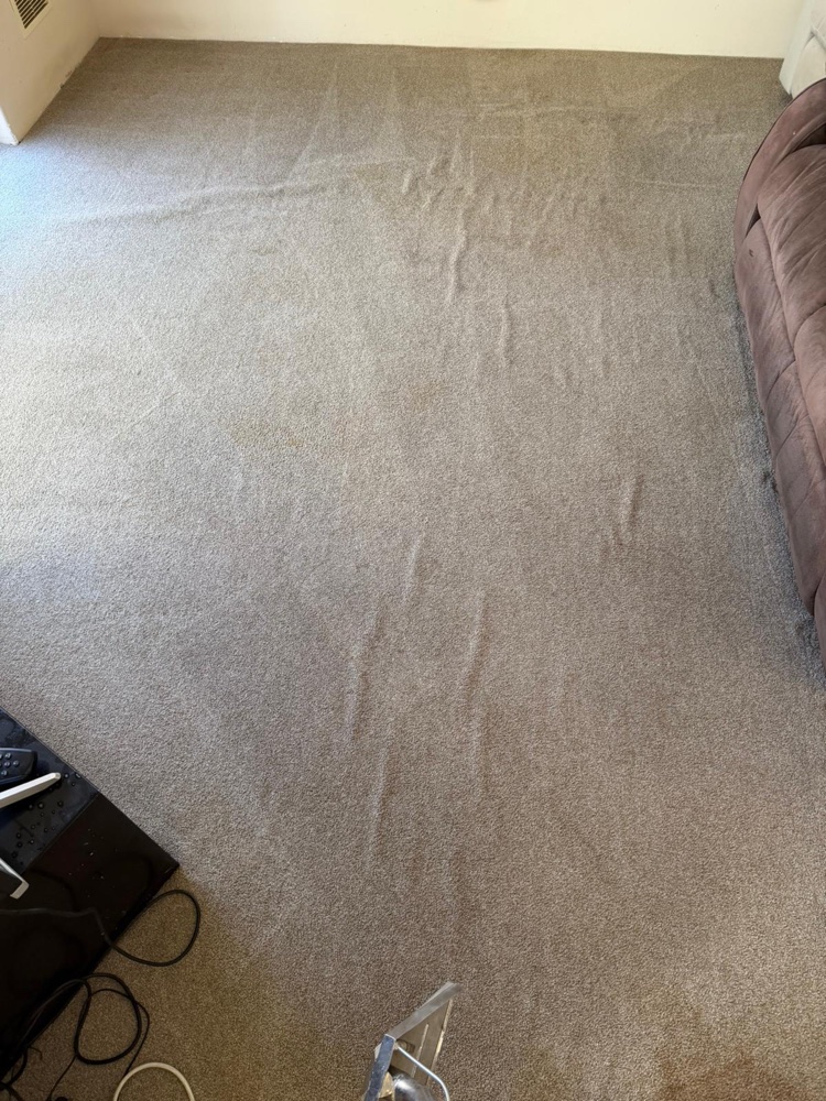Same lounge room carpet clean and stain-free after steam cleaning