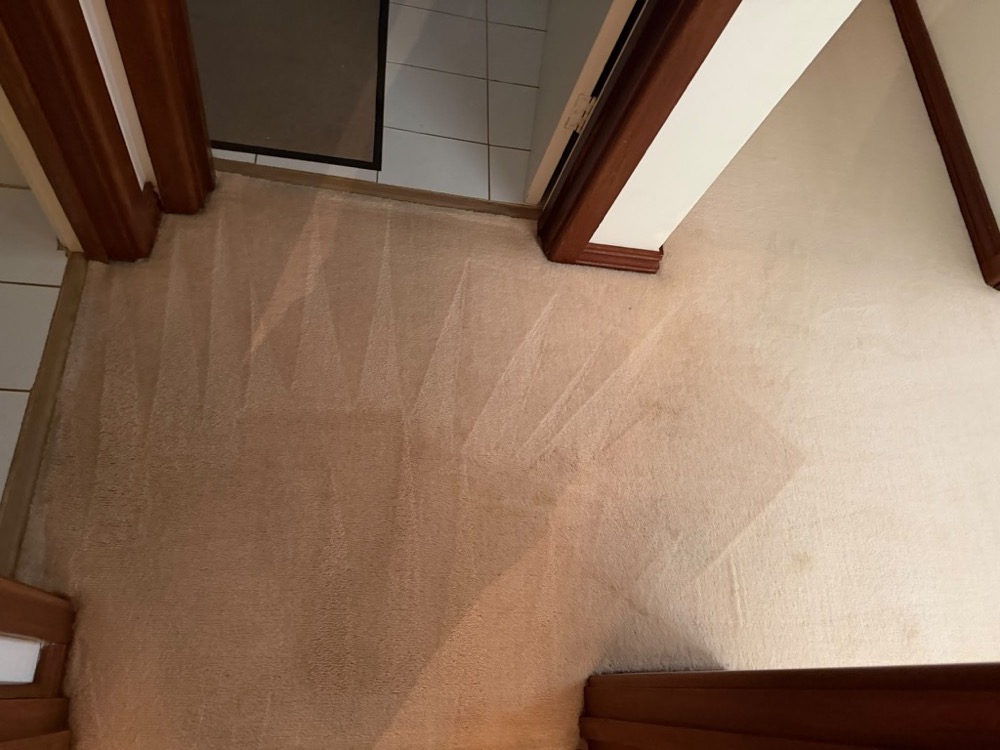 Freshly steam cleaned beige carpet