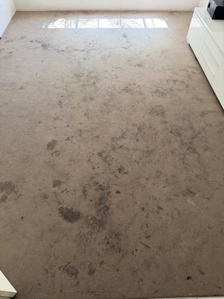 Same living room carpet heavily soiled before steam cleaning