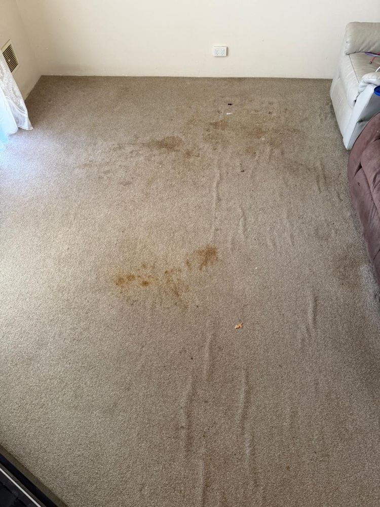 Stained lounge room carpet before steam cleaning